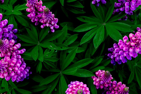 flowering lilac lupines on a background of green foliageの写真素材