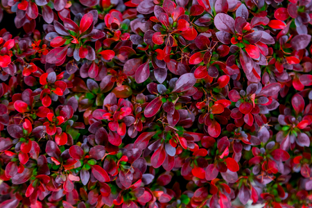 red and maroon leaves of barberry in springの写真素材