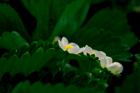 macro shot of white flower garden strawberryの写真素材