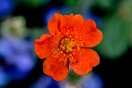 macro shot of a red avens flower on a background of blue flowersの写真素材