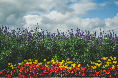 Flowering lavender against a blue sky and cloudsの写真素材
