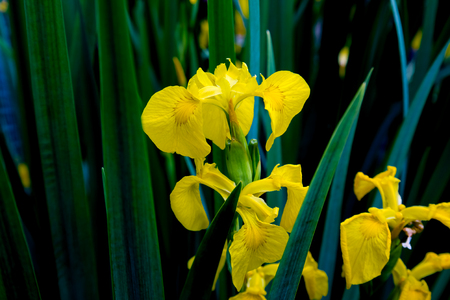 macro shot of a flower of yellow irisの写真素材