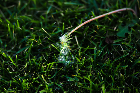 dandelion crumbles on the grass in the evening in the summerの写真素材