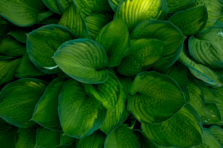 green-yellow leaves of the khosta in the summer in the garden