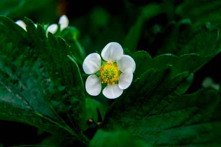 macro shot of white flower garden strawberryの写真素材