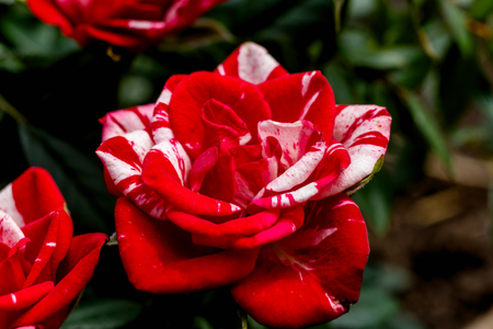 two-color red-white rose blossomed and bloomsの写真素材