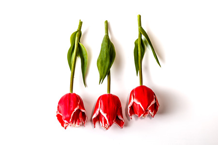 three flowers of a red tulip lie on a white backgroundの写真素材