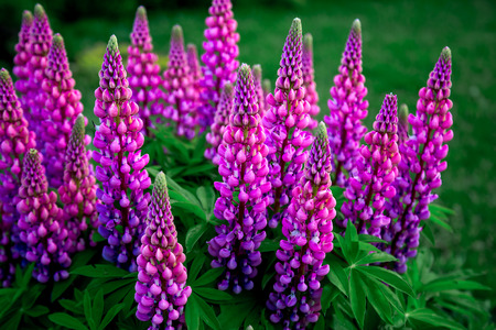 flowering lilac lupines on a background of green foliageの写真素材