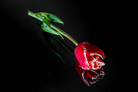 flowers of a red tulip lie on a black mirror backgroundの写真素材