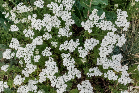 flowering white yarrow in summer on a meadowの写真素材