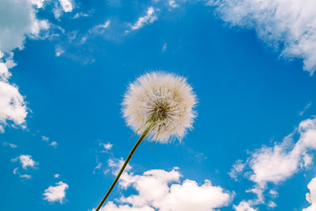 white dandelion against the sky and cloudsの写真素材