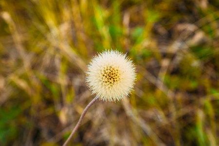 white dandelion on grass background on meadow in summerの写真素材