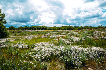 Summer landscape - flowering meadows and fields against a background of cloudsの写真素材