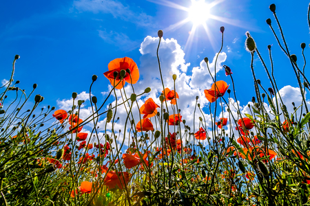 Landscape field with red poppies against the background of mountains and cloudsの写真素材