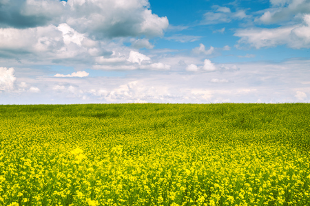 Summer landscape - flowering meadows and fields against a background of cloudsの写真素材