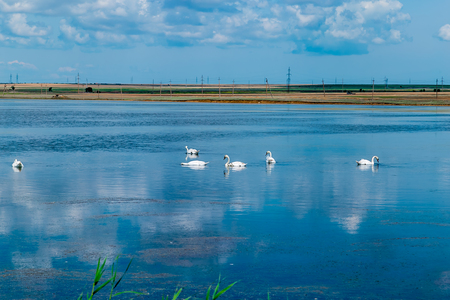 white swans swim on the lake against the blue skyの写真素材