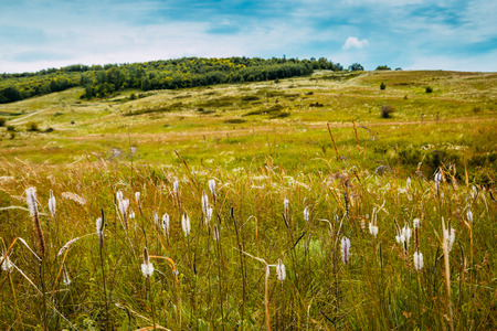 Summer landscape - flowering meadows and fields against a background of cloudsの写真素材