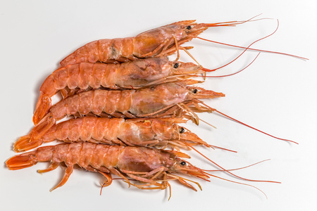 shrimp langoustine lie on a white backgroundの写真素材