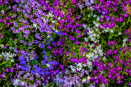 flowering of purple flowers in summer on a meadowの写真素材