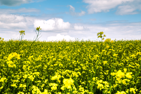 Summer landscape - flowering meadows and fields against a background of clouds