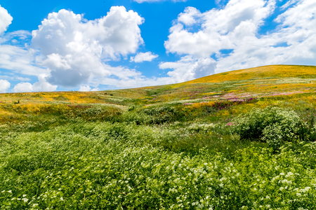 Summer landscape - flowering meadows and fields against a background of cloudsの写真素材