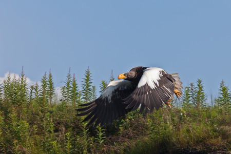 Sea eagle in the summer in Russia on the peninsula of Kamchatka