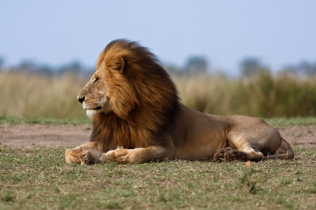 Lion male in national park Nakuru in Kenya