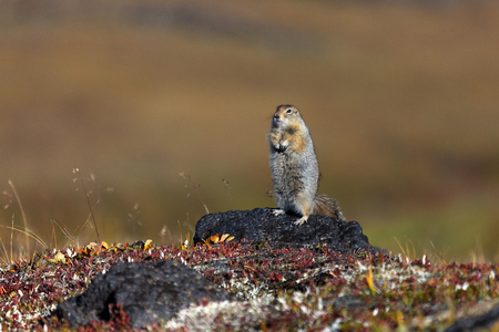 Gopher in stones. Russia, Kamchatkaの写真素材