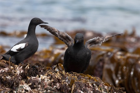 Black guillemot  standing on a rock with the sea in the background.の写真素材