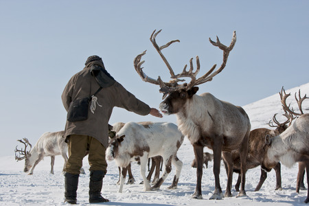 Caribou group on pastures in the mountains of Kamchatka in Russiaの写真素材