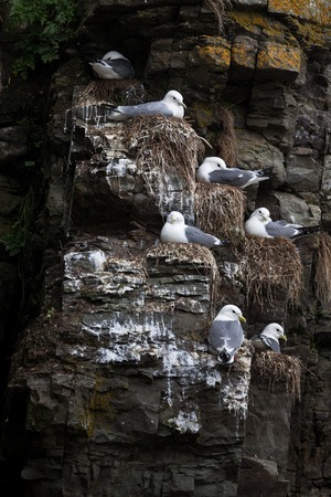  Rissa brevirostris, Commander Islands, Kamchatka, Russiaの写真素材