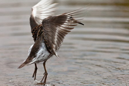 Rock sandpiper that feeds a strip casting  sunny day, Commander Islands, Kamchatka, Russiaの写真素材