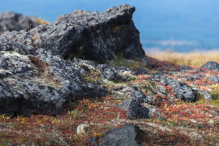 Gopher eating a breadの写真素材