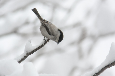 Tree Swallow Poecile montanusの写真素材