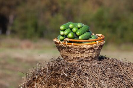 Harvested cucumbers in a wicker basket on a natural backgroundの写真素材