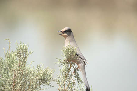 Crested Shrike (Luscinia cristata)の写真素材