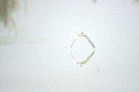 A white tern flies over the surface of the water in a pond.