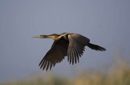 Purple heron (Ardea purpurea) in flight