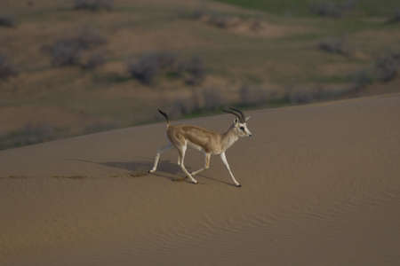 The rhim gazelle or rhim (Gazella leptoceros), also known as the slender-horned gazelle, African sand gazelle or Loder's gazelle,の写真素材