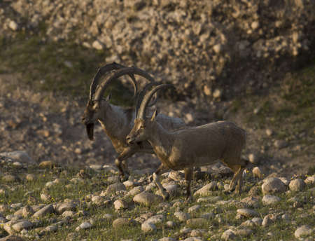 The wild goat or West Asian ibex (Capra aegagrus) is a wild goat species,の写真素材