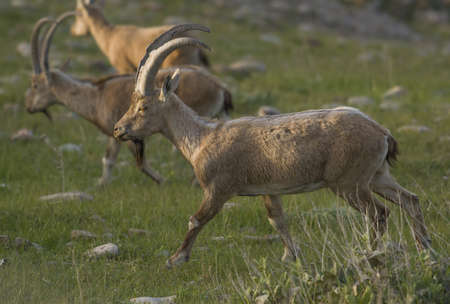 The wild goat or West Asian ibex (Capra aegagrus) is a wild goat species,の写真素材