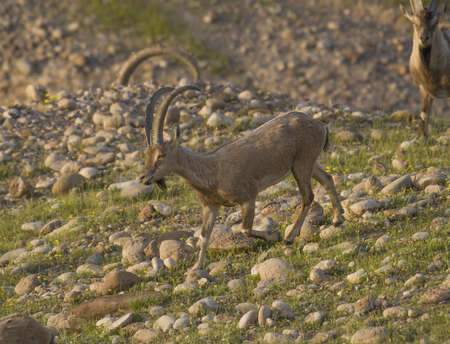 The wild goat or West Asian ibex (Capra aegagrus) is a wild goat species,の写真素材
