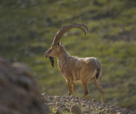 The wild goat or West Asian ibex (Capra aegagrus) is a wild goat speciesの写真素材