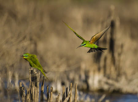 The blue-cheeked bee-eater (Merops persicus) is a near passerine bird in the bee-eater family, Meropidae.の写真素材