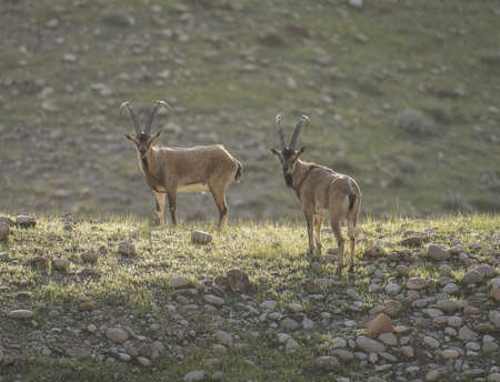 The wild goat or West Asian ibex (Capra aegagrus) is a wild goat speciesの写真素材