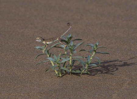 Chameleon on a plant in the desert of Namibia.