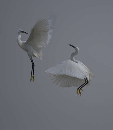 The little egret (Egretta garzetta) is a species of small heron in the family Ardeidae. It is a white bird with a slender black beak, long black legs and.の写真素材