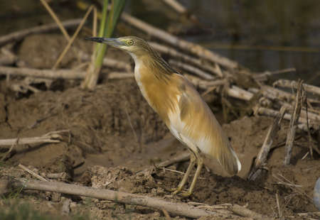 The squacco heronの写真素材