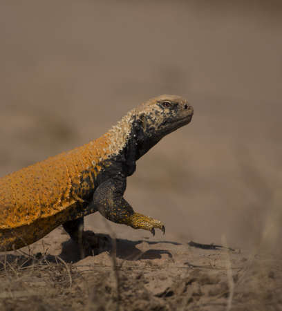 Uromastyx is a genus of African and Asian agamid lizards, the member species of which are commonly called spiny-tailed lizards, uromastyces, mastigures, or dabb lizards.の写真素材