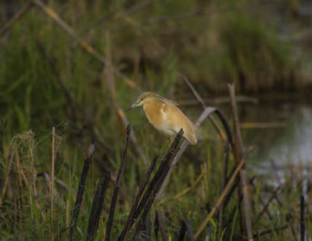 The squacco heronの写真素材